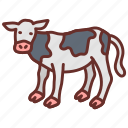 veal, calf, beef, calfskin, young, bull