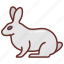 rabbit, bunny, hare, jackrabbit, cottontail 