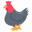 chicken, hen, rooster, poultry, turkey