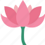 lotus, flower, waterlily, pond, plant 