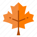 autumn, canada, leaf, maple, nature 