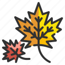 leaf, foliage, maple, botanical, leaves, autumn, nature