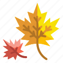 leaf, botanical, leaves, maple, foliage, nature, autumn