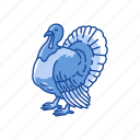 bird, thanksgiving, turkey, wild turkey