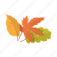 autumn, cartoon, fall, floral, forest, leaf, oak 