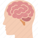 brain, brainstorm, head, intelligence, mind, organ, side 