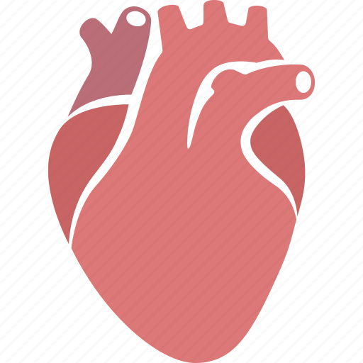 Cardiology, cardiovascular, circulatory, heart, human, organ, system icon - Download on Iconfinder