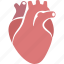 cardiology, cardiovascular, circulatory, heart, human, organ, system 