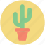 cactus plant, desert plant, potted cactus, thorn plant, wild plant 