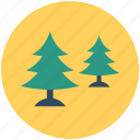 cypress trees, fir trees, nature, pine trees, trees 