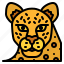 leopard, muscular, cat, animal, wildlife, tropical 