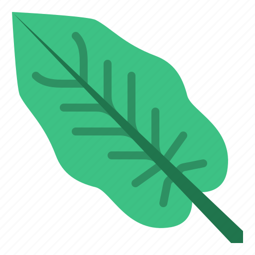 Calathea, leaf, tropical, nature, plant icon - Download on Iconfinder