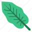 calathea, leaf, tropical, nature, plant 