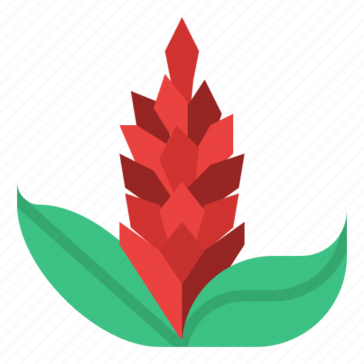 Ginger, flower, tropical, nature, plant icon - Download on Iconfinder