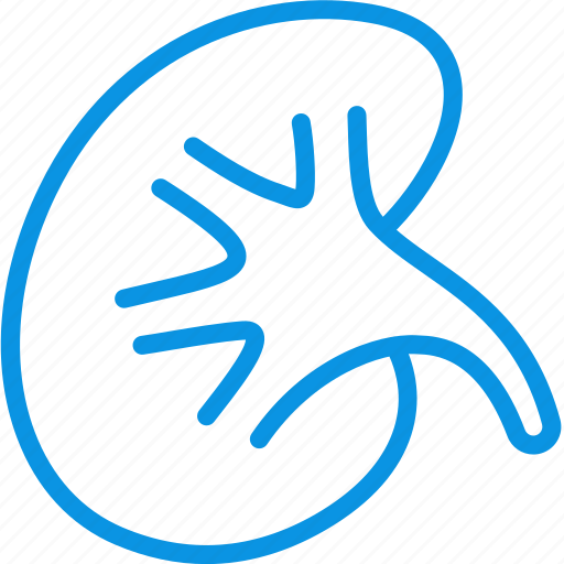 Anatomy, kidney icon - Download on Iconfinder on Iconfinder