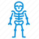 anatomy, skeleton, skull