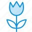 flower, present, tulip 