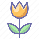 flower, present, tulip