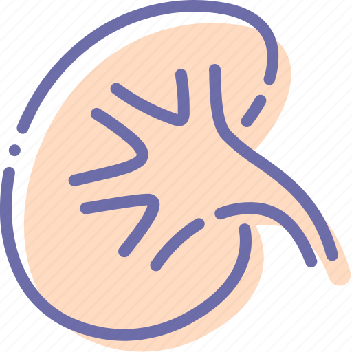 Anatomy, biology, kidney, medicine icon - Download on Iconfinder