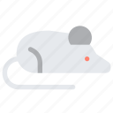 mouse, rat, experimental, experiment, animal