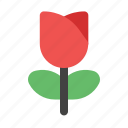 flower, tulip, rose, valentines, love, and, romance