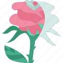 rose, flower, flora, romantic, valentine