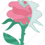 rose, flower, flora, romantic, valentine 