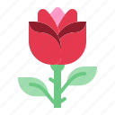 flower, gift, love, relationship, romance, rose, valentine day