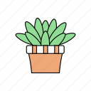 cactus, flower, green, nature, plant, tree, tropicalplant 