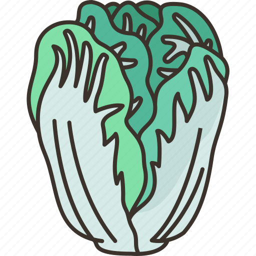 Cabbage, chinese, food, vegetable, organic icon - Download on Iconfinder