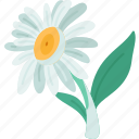 chamomile, flower, relaxing, beautiful, nature