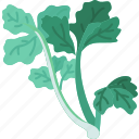 coriander, culinary, aromatic, herb, plant