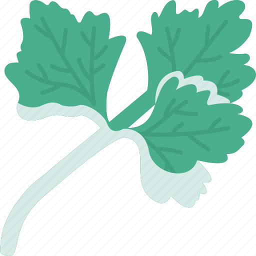 Parsley, aromatic, herb, leaves, culinary icon - Download on Iconfinder
