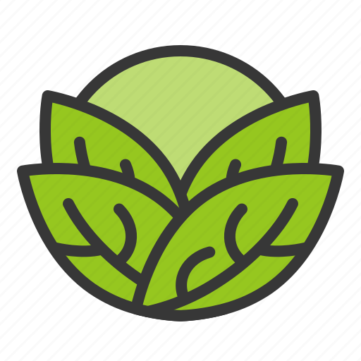 Cabbage, food, fresh, green, vegan, vegetable, vitamin icon - Download on Iconfinder