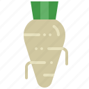 horseradish, vegetable, root, spice, ingredient, herb, condiment
