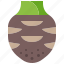 taro, head, root, tuber, vegetable, bulb, carbohydrate 