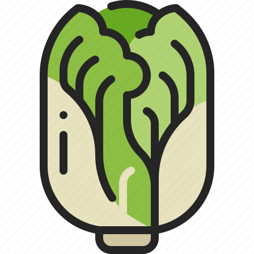 Chinese, cabbage, vegetable, napa, white, kimchi, vegetarian icon - Download on Iconfinder