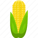 corn, cob, grain, fresh, vegetarian, vegetables, organic, salad, food