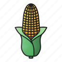 corn, vegetable, maize, farm, healthy, organic 