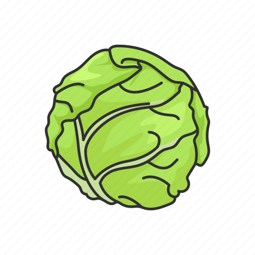 Cabbage, food, healthy, plants, vegetable, veggies icon - Download on Iconfinder