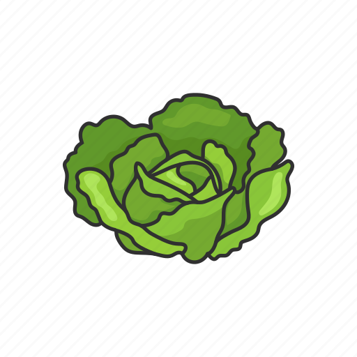 Cabbage, food, healthy, leafy, plants, vegetable, veggies icon - Download on Iconfinder