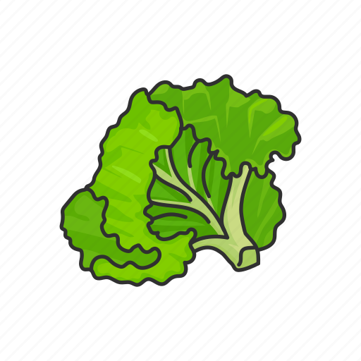 Food, healthy, leafy, lettuce, plants, vegetable, veggies icon - Download on Iconfinder
