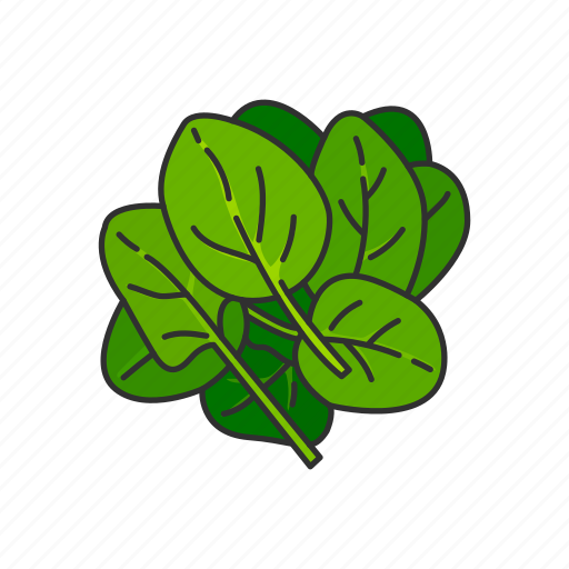 Food, healthy, leafy, plants, spinach, vegetable icon - Download on Iconfinder