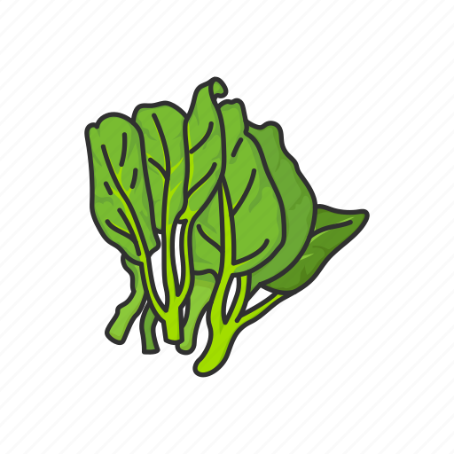 Healthy, kale, leafy, plants, vegetable, veggies icon - Download on Iconfinder