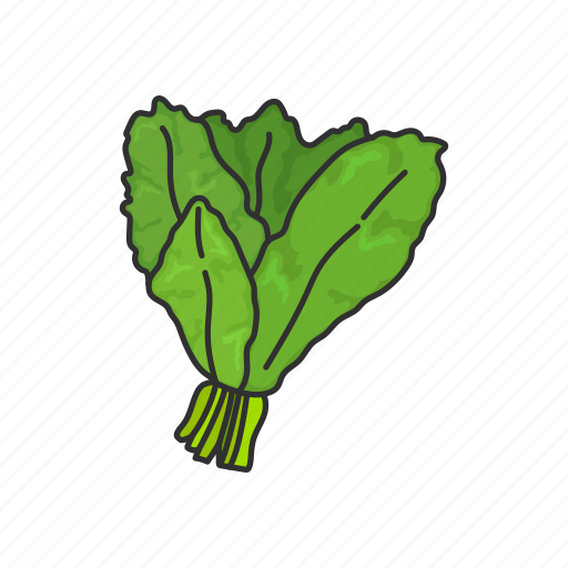 Food, healthy living, kale, leafy, plants, vegetable, veggies icon - Download on Iconfinder