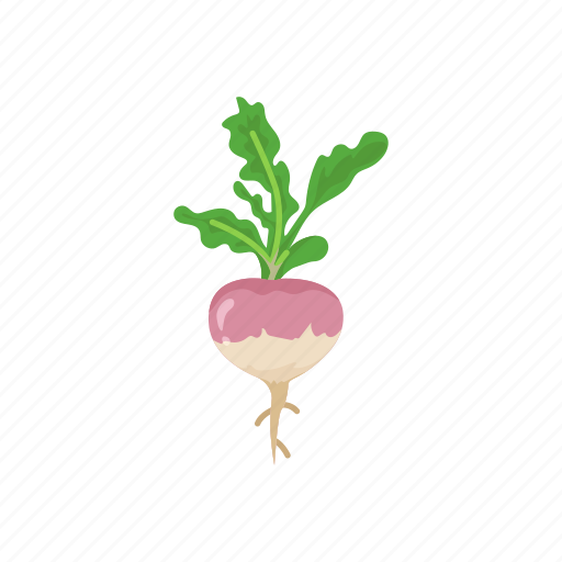 Crop, food, plant, turnip, vegetable, veggies icon - Download on Iconfinder