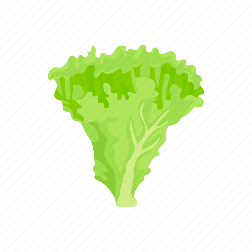 Food, leafy, lettuce, plants, vegetable, veggies icon - Download on Iconfinder