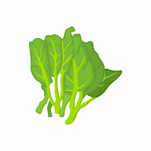 Food, greens, leafy, spinach, vegetable, veggies icon - Download on Iconfinder
