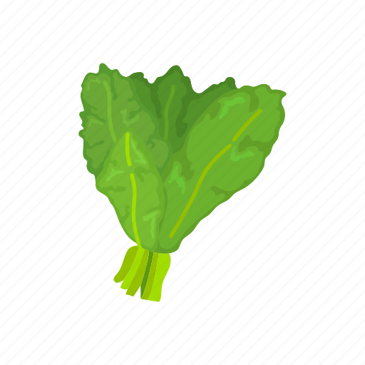 Food, kale, leafy, plants, vegetable, veggies icon - Download on Iconfinder