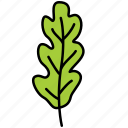 arugula, vegetable, leaf, green